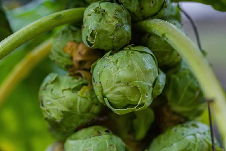 a bunch of green fruits growing on top of each other