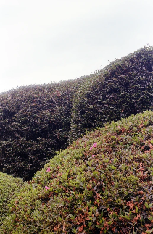 trees are seen growing up the side of a hill