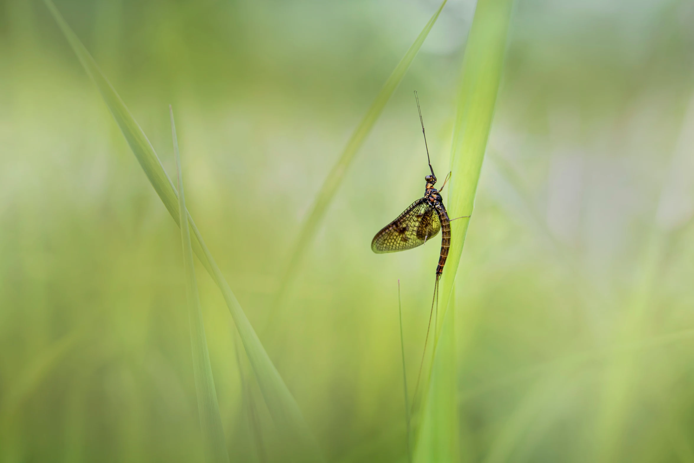 a tiny insect on top of a green stem