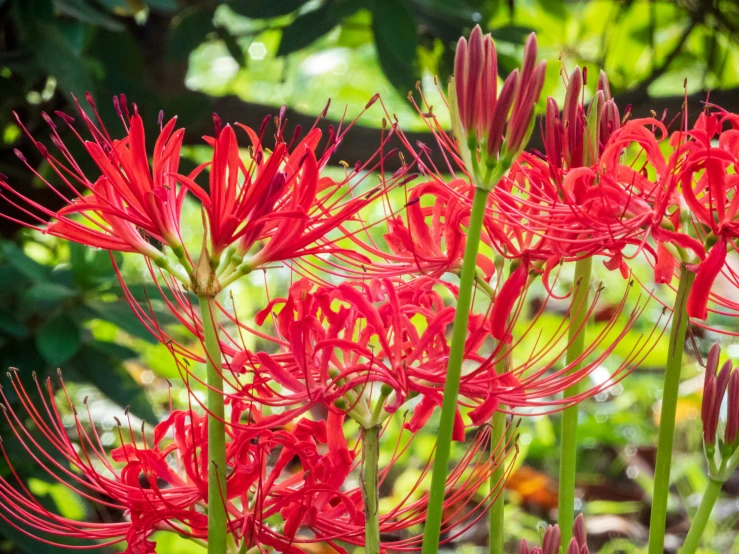 red flowers that are growing outside in the sunshine