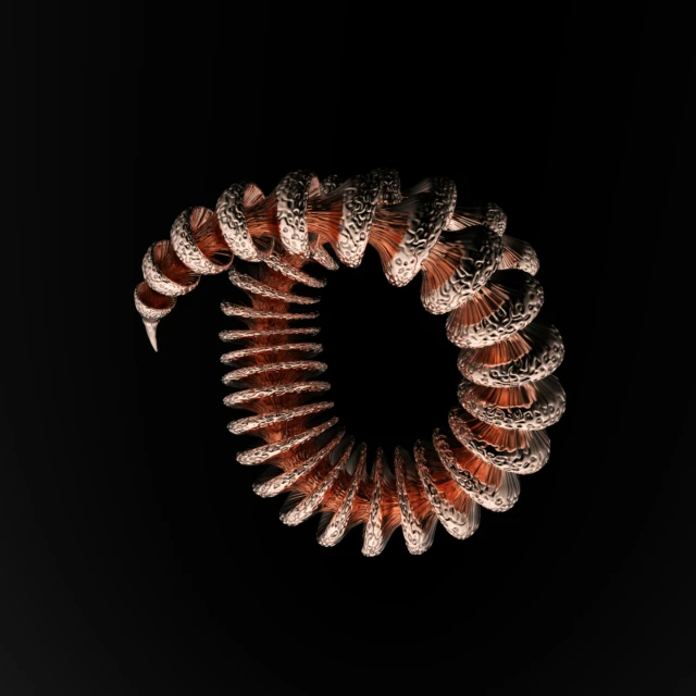 the spiral of shells on a dark background