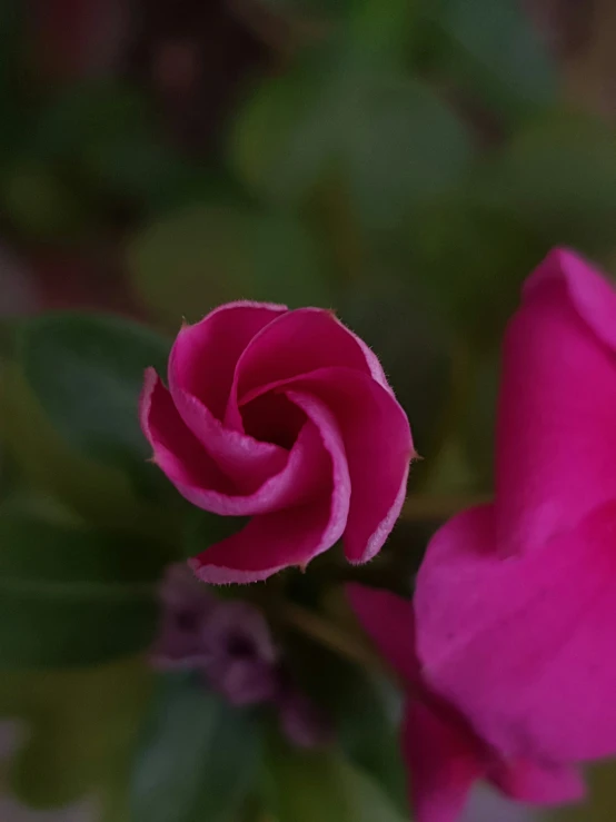 a pink rose with a green stem and its petals