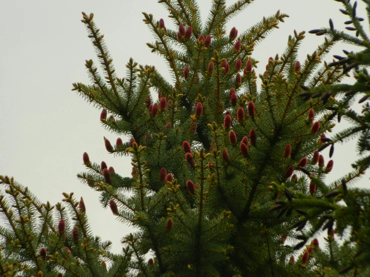 this is a closeup of the leaves and stems of a pine tree