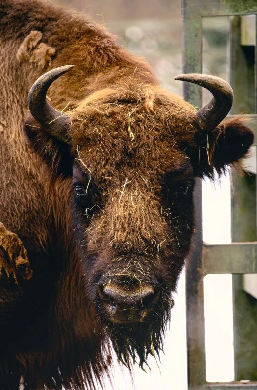 a bison has very long horns standing by a fence