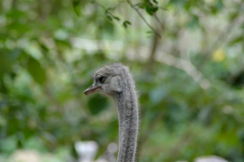 a ostrich stares down while standing in front of trees