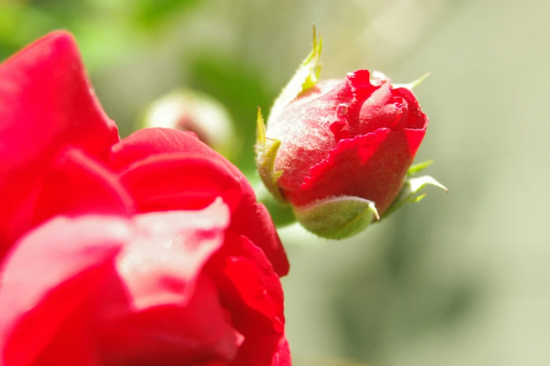 a red flower with budding and drops of water