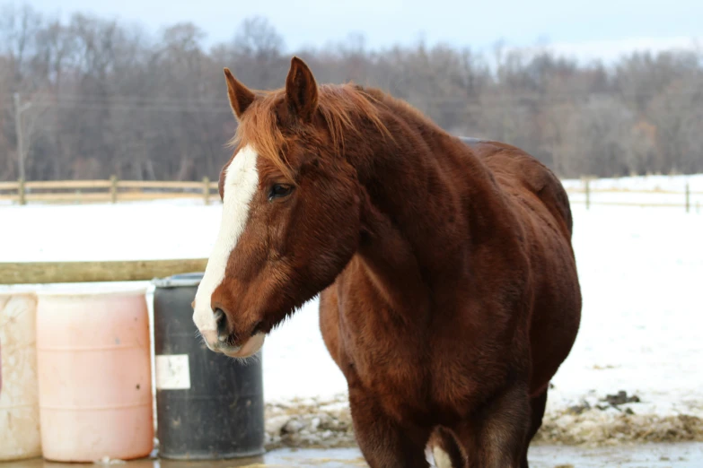 a brown horse standing next to a wooden fence