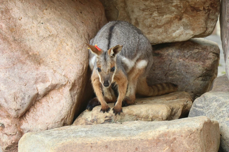 a small animal is standing on some rocks