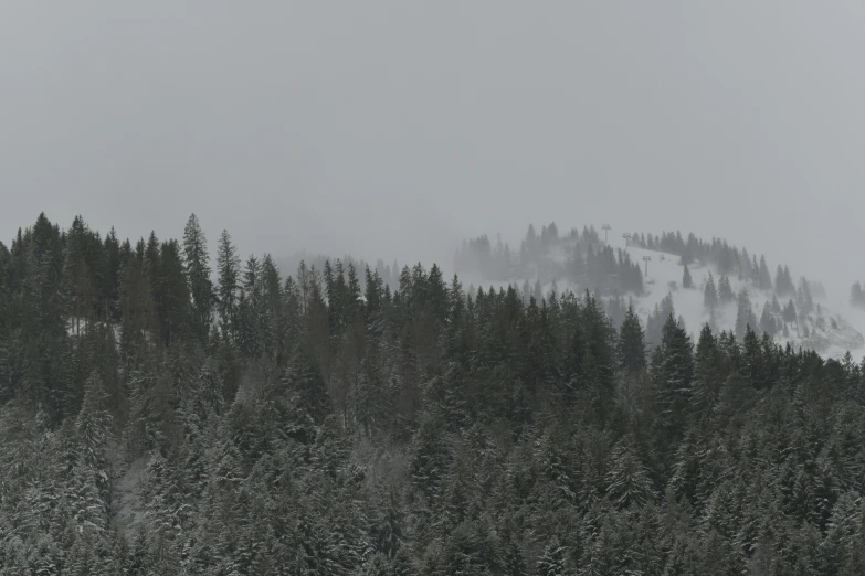 trees stand in the middle of a snowy landscape