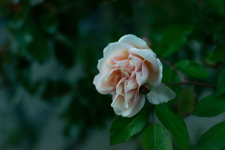 a single pink rose budding in the center of a green bush