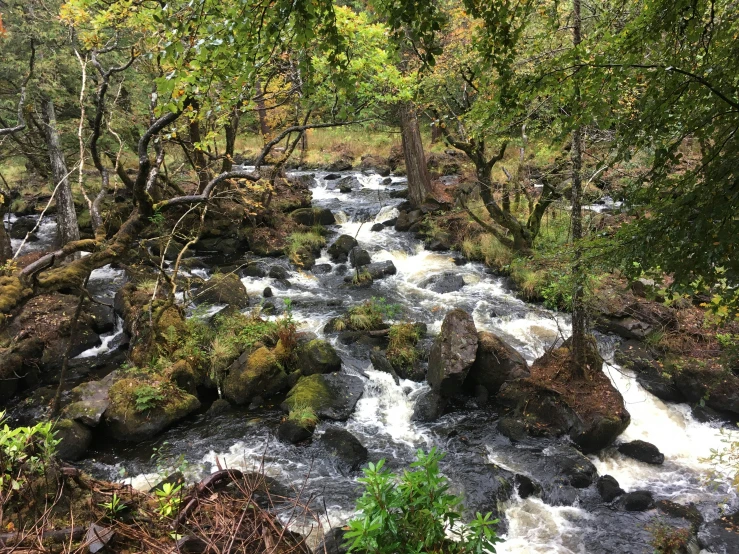 a river in the middle of a forest with many rocks