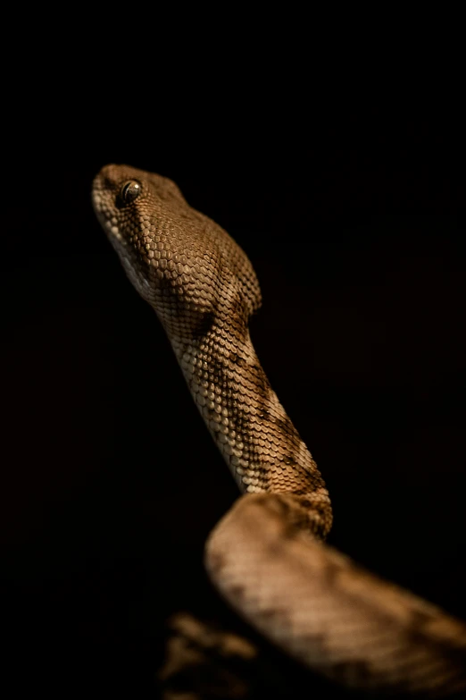 a long snake is standing on a pole