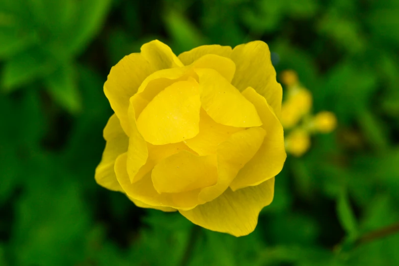 this is a flower in bloom with leaves