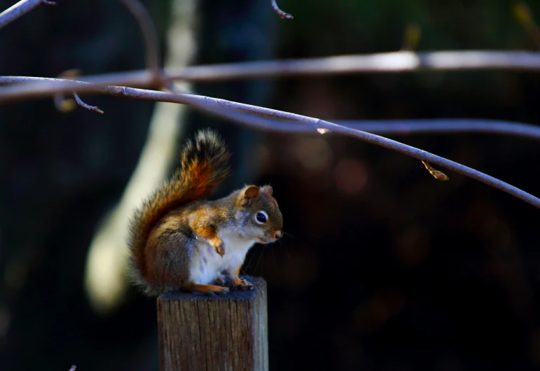 a squirrel sits on a wooden post near nches