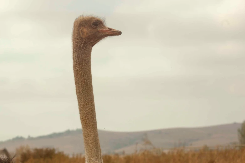 the bird is walking around near a tree