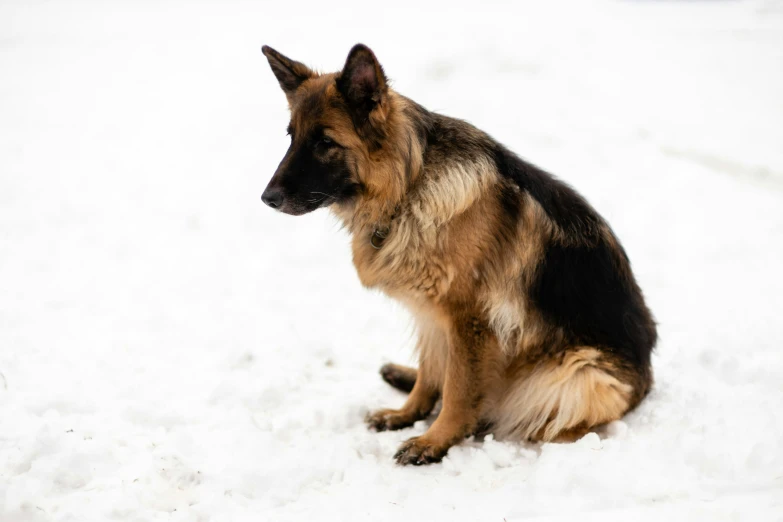 a dog sitting on the snow in a snowy area