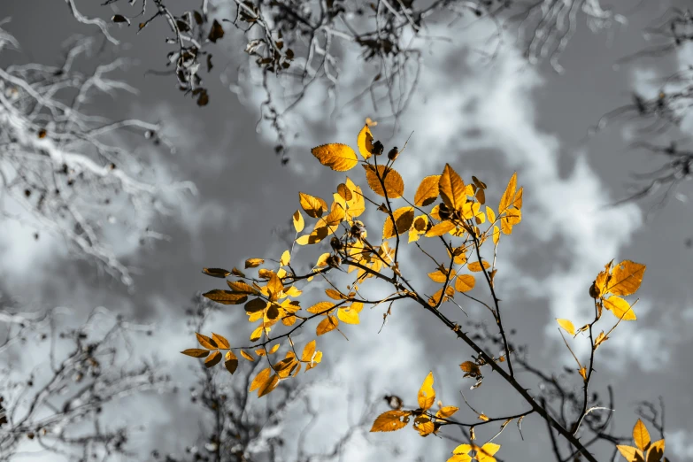 yellow leaves blowing in the wind in a cloudy day