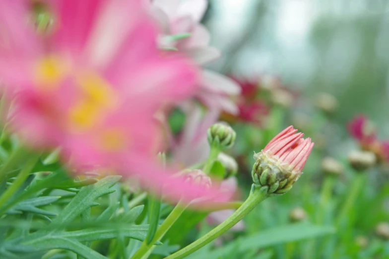 a colorful arrangement of flowers in the foreground and one large pink flower in the background