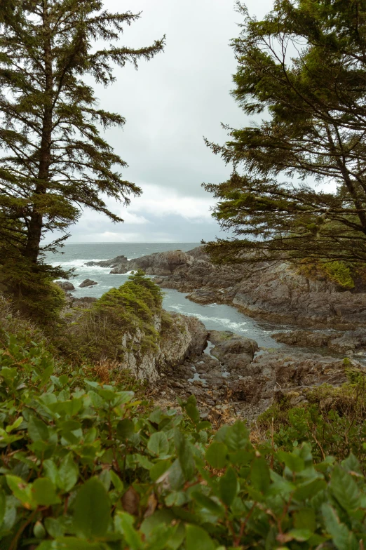 looking out to sea from shore of wooded area