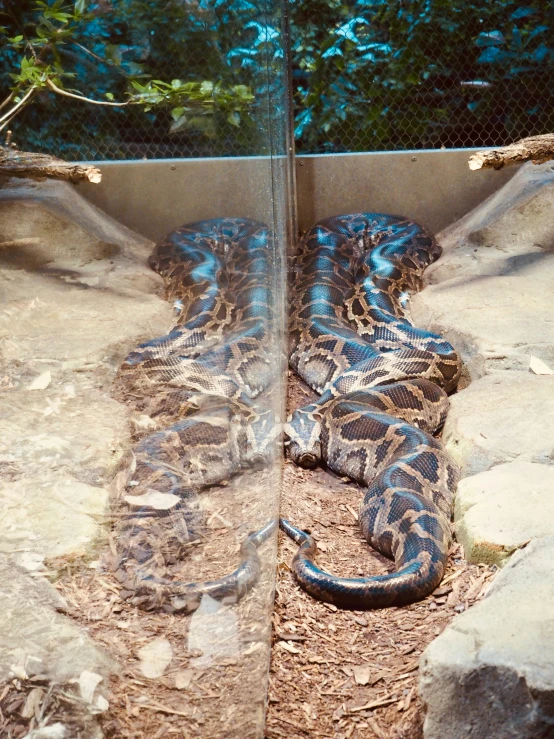 a blue snake curled up in the dirt