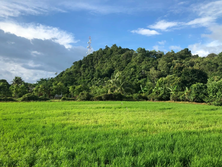 a green meadow with trees on the other side of the hill