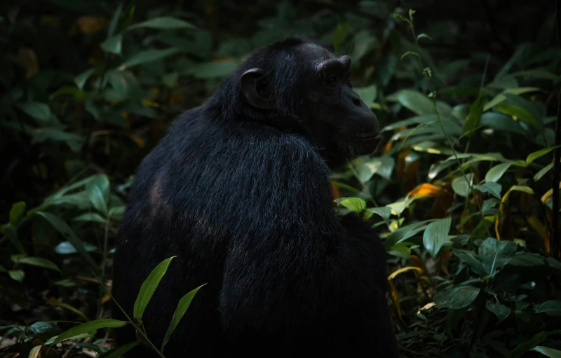 a chimpan sitting on some ground with leaves