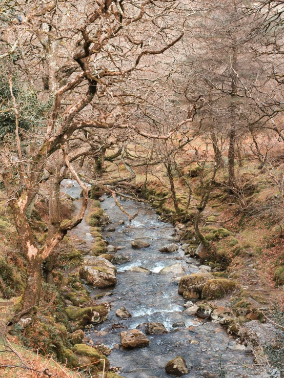 stream flowing down the hillside past some trees with no leaves