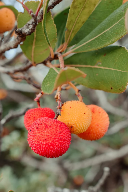 the fruit has two oranges on it in the tree