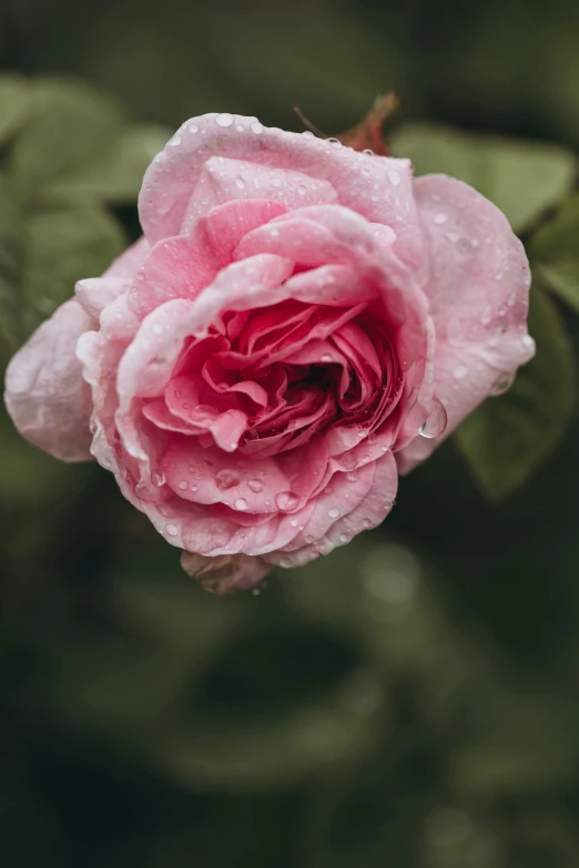 a close up of a flower with water drops on it