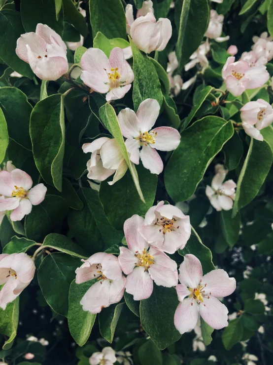 the flowers are growing with a green background