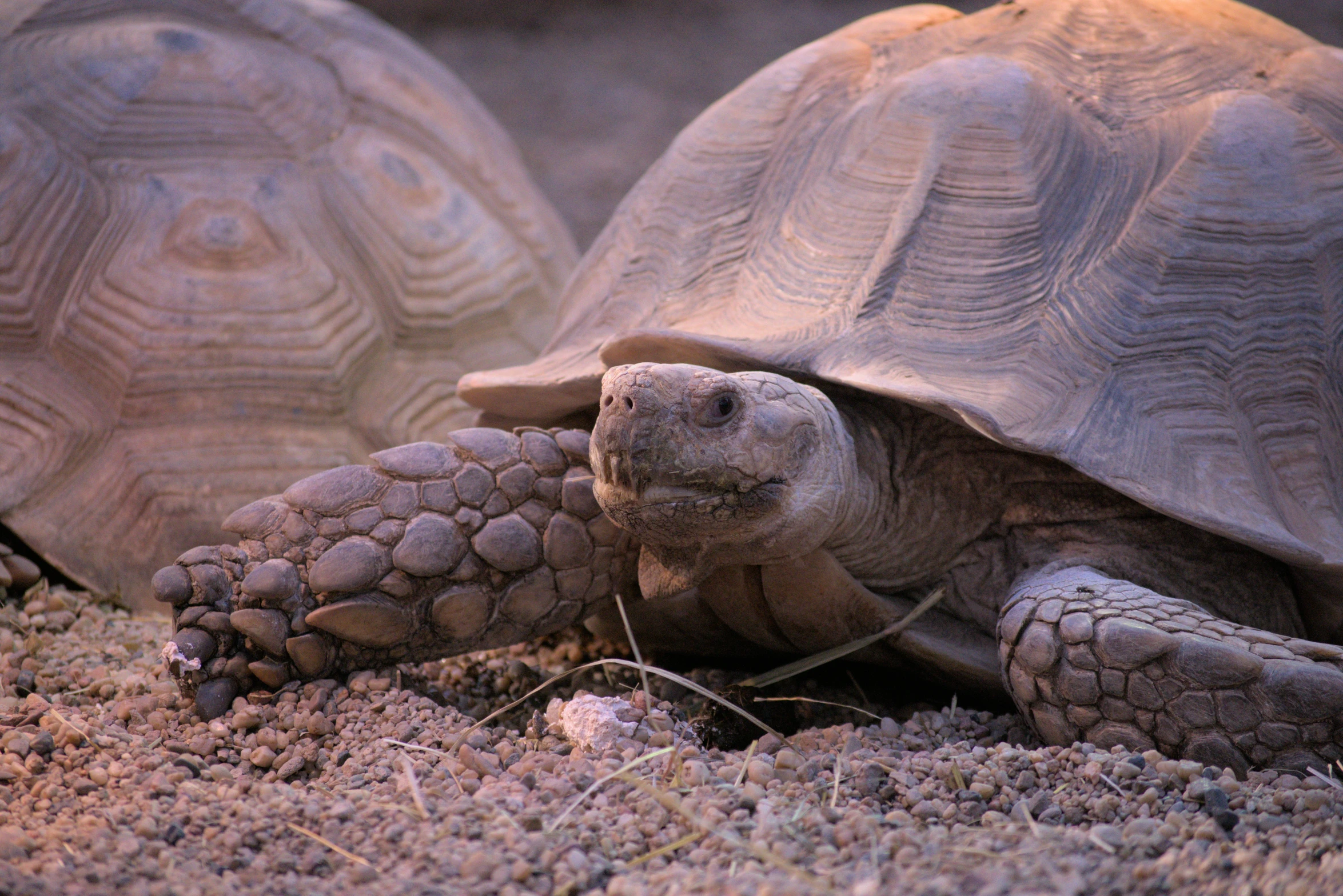 two large turtles are on the ground