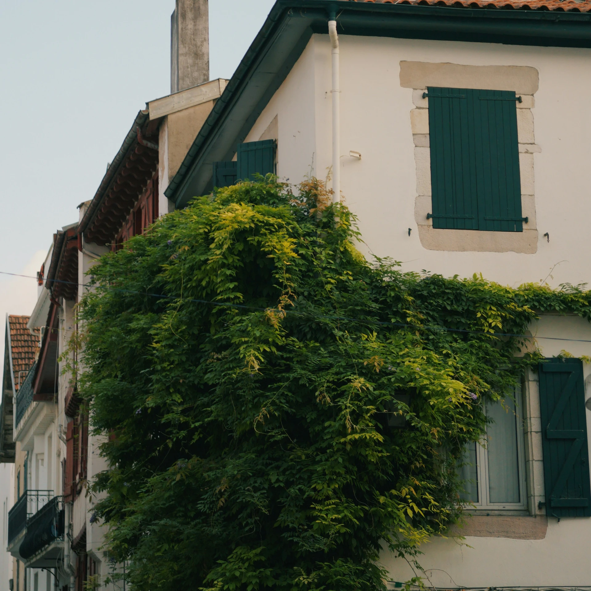 the green vine on the side of the building