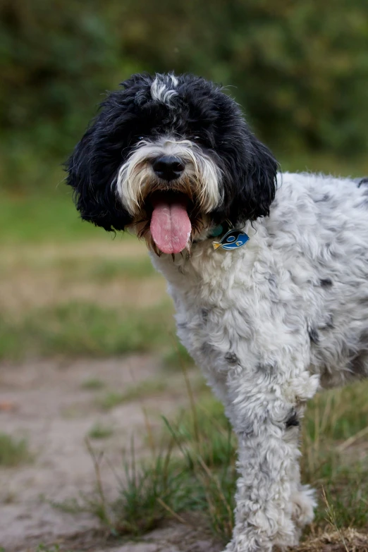 a dog stands in the dirt panting