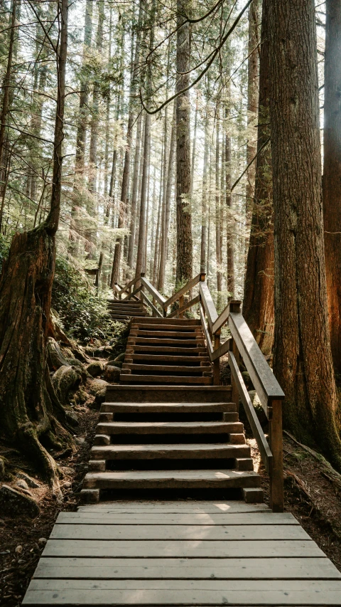 several wooden steps are being lead through the forest