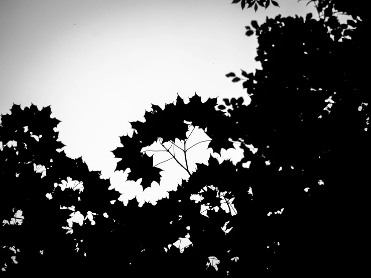 the silhouettes of trees against a dark sky