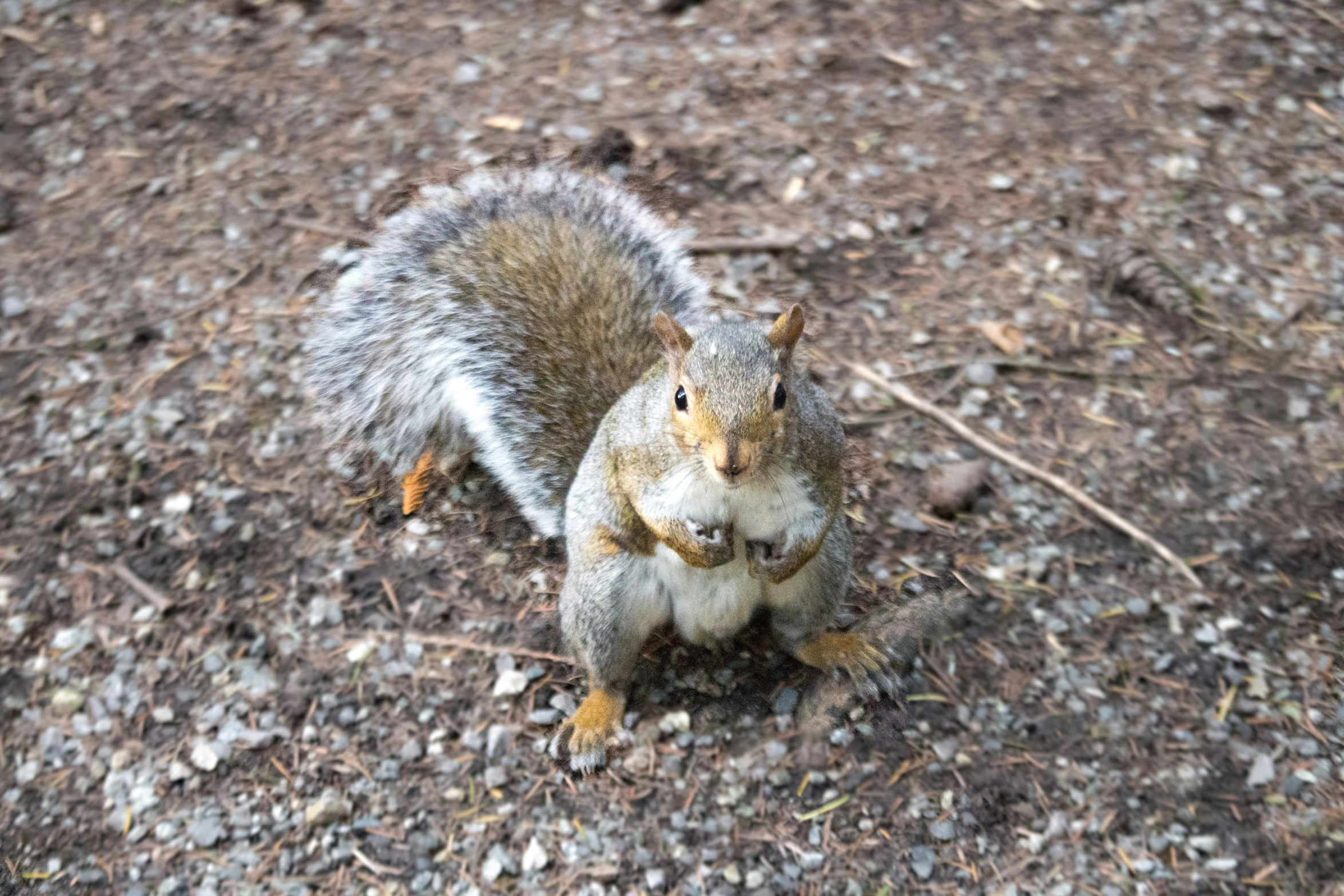 a squirrel is standing on the ground looking back