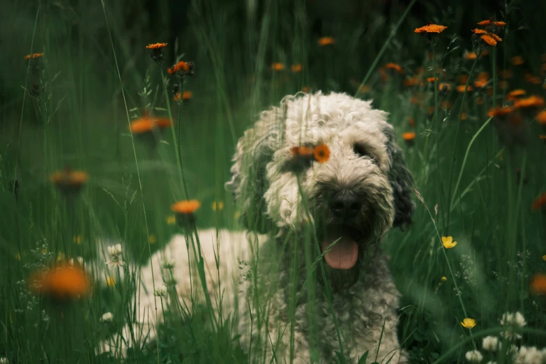 an image of a dog sitting in the grass with wildflowers around