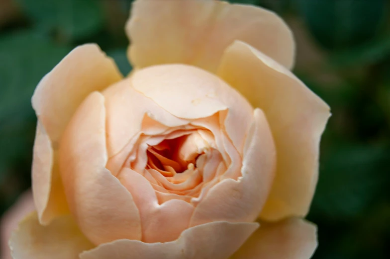 the back of a peach rose bud is open