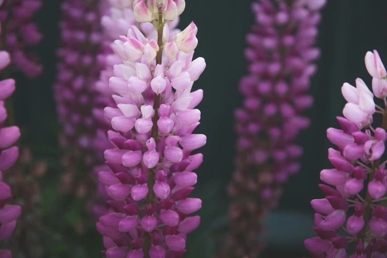 a closeup of many different colored flowers