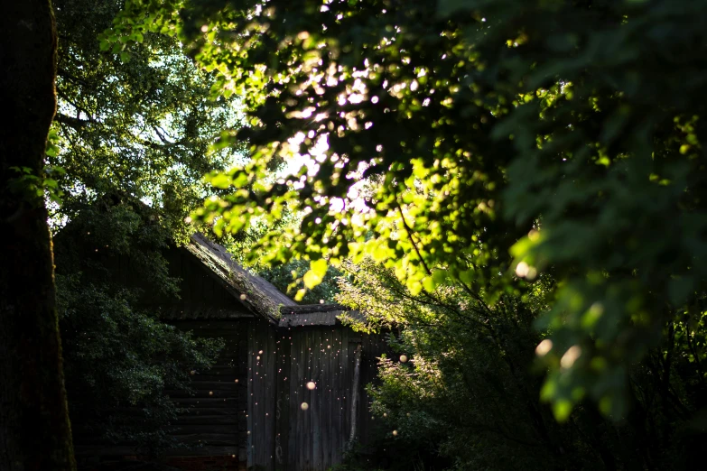 a tree that has its leaves casting shadows on the wooden building