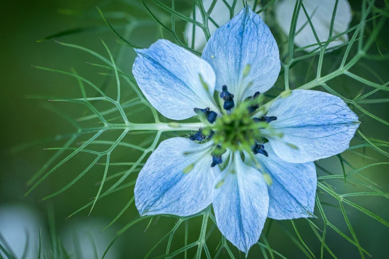 a very pretty blue flower in a grassy area