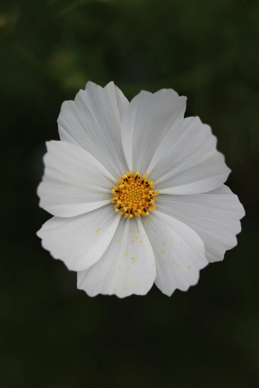 a very pretty white flower with yellow stamen