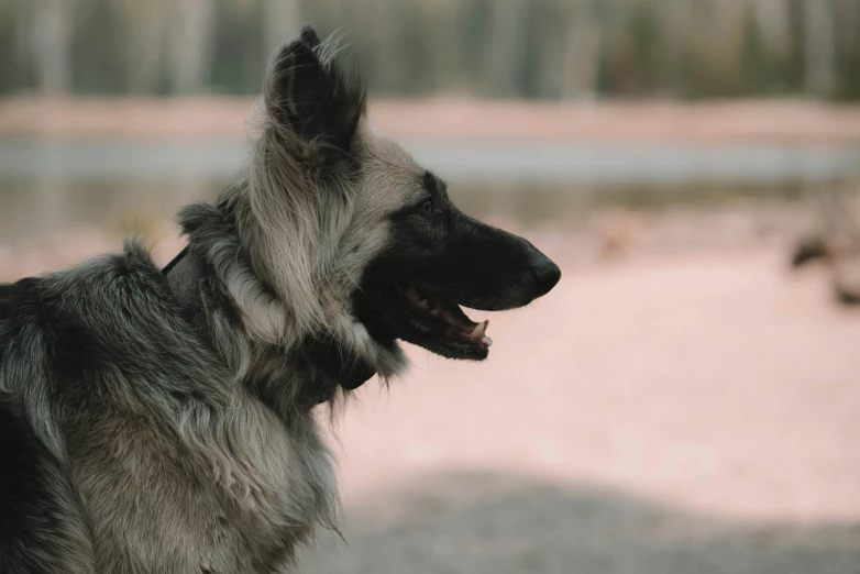 a long haired dog is barking in the distance