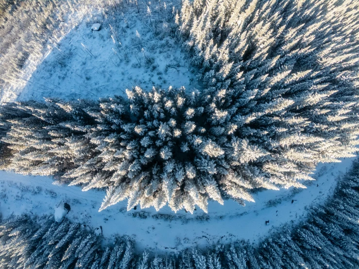 a tree that is standing in the snow