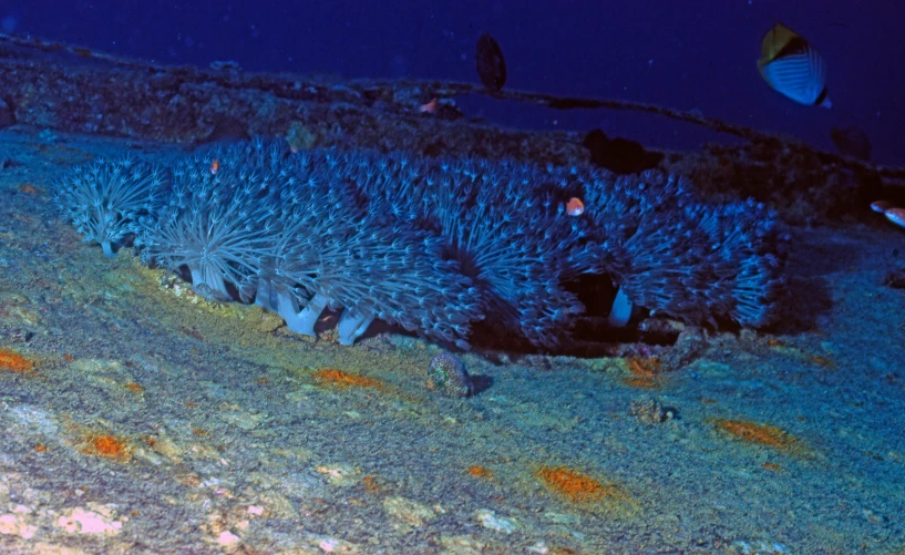 a group of fish swimming next to a coral on a wall