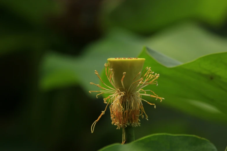 a flower that is on a plant with some leaves around it