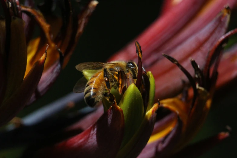 the bee has landed to get pollen on the flower