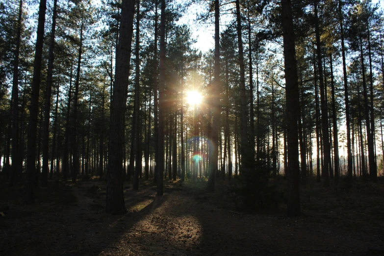 a bright sun shines through the trees in the woods