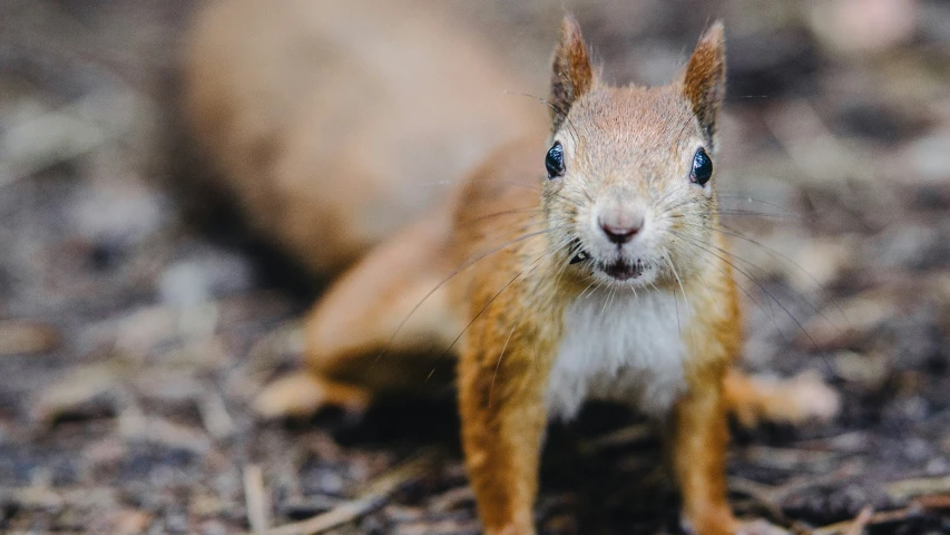 an orange squirrel standing on the ground with its eyes open