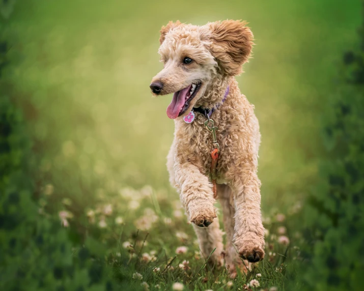 a dog runs in a field full of wildflowers